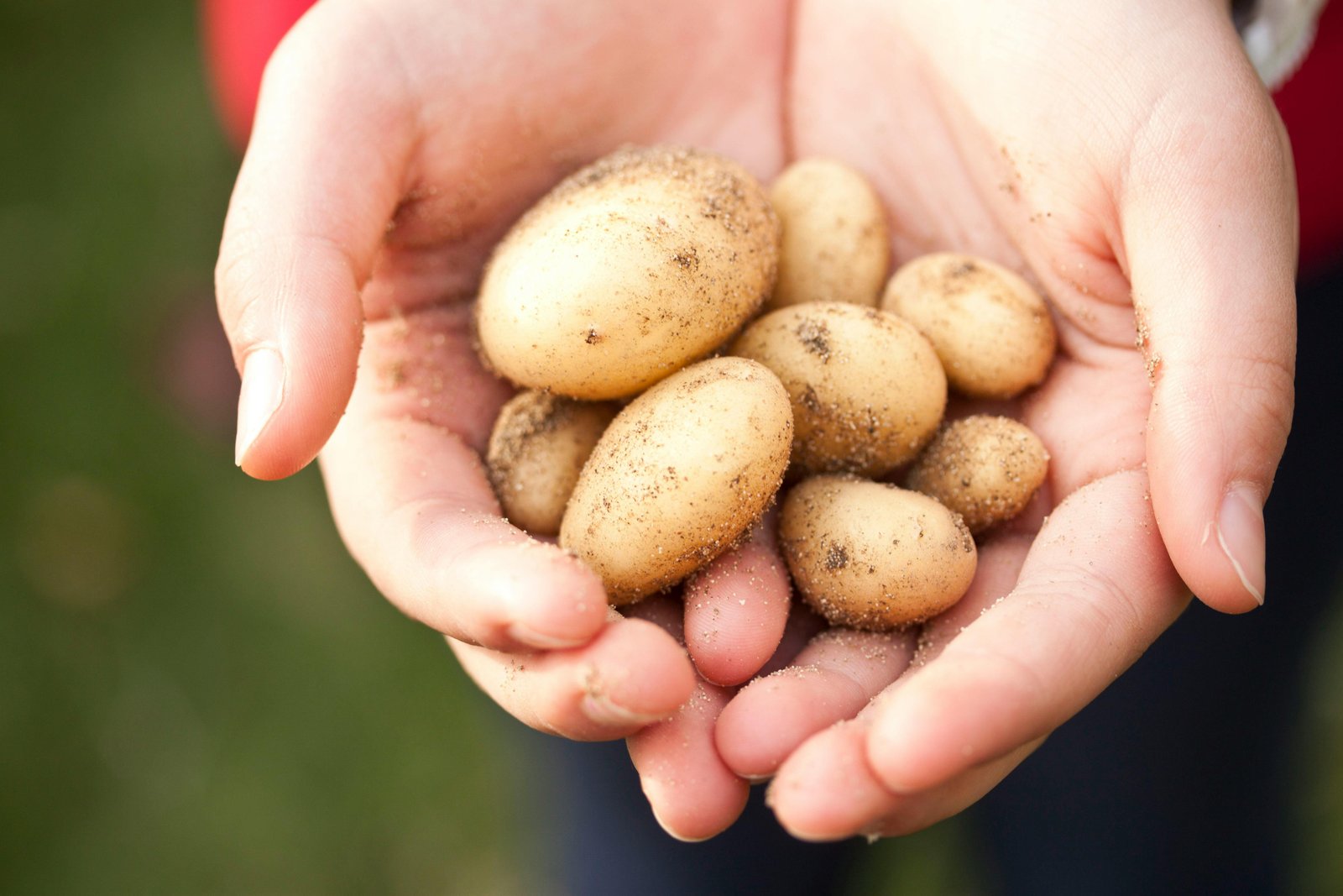 Hybrid Seeds